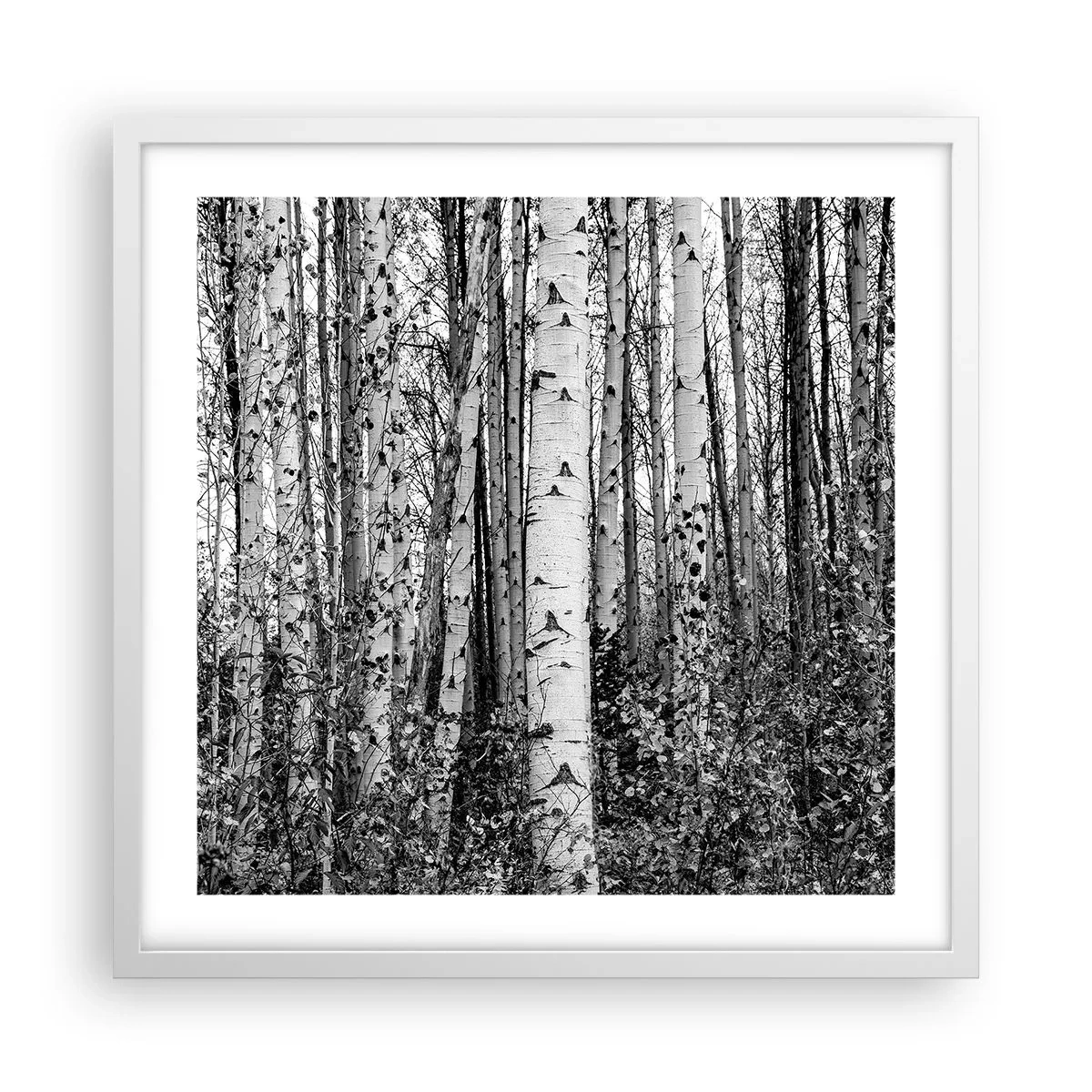 Plakat i hvid ramme - Kolonnade af birk - 50x50 cm