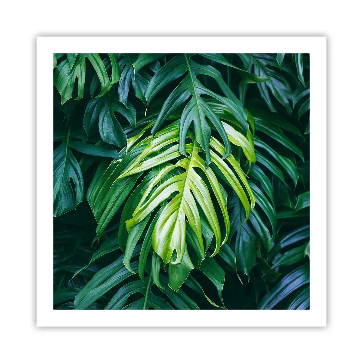 Plakat - Fordyb dig i friskhed - 60x60 cm