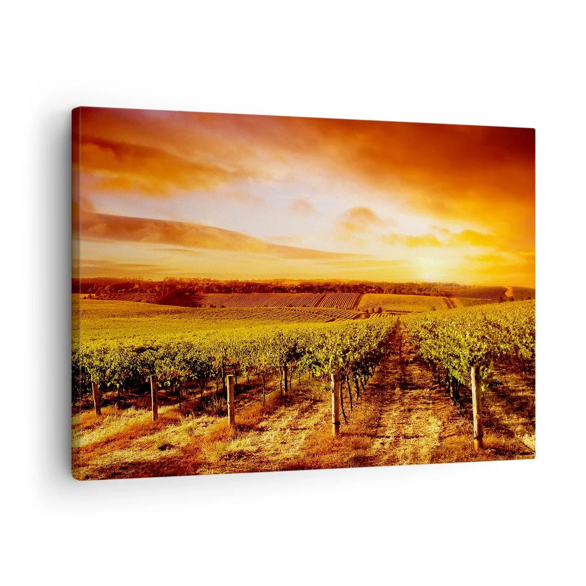 Lærredstryk - Billede på lærred - Vingård ved solnedgang med varme himmeltoner - 70x50cm - Delikat frugtagtig med et strejf af solskin - Moderne vægdekoration til stue og soveværelse ARTTOR
