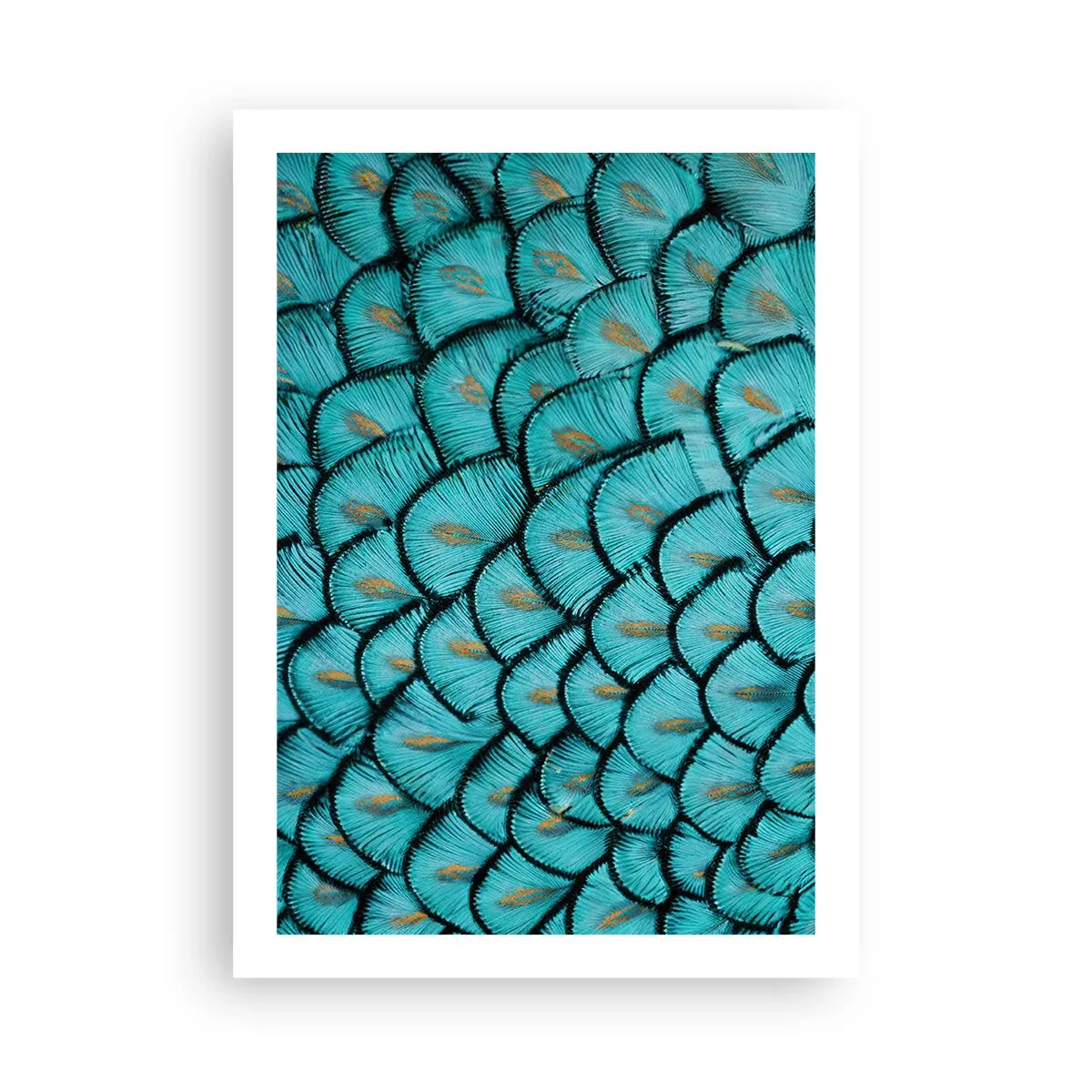 Plakat - Den store fjer-galla - 50x70 cm
