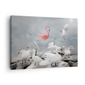 Lærredstryk - Billede på lærred - En lyserød flamingo blandt hvide svaner mod en sø som baggrund - 70x50cm - Hvor kommer jeg fra? - Moderne vægdekoration til stue og soveværelse ARTTOR