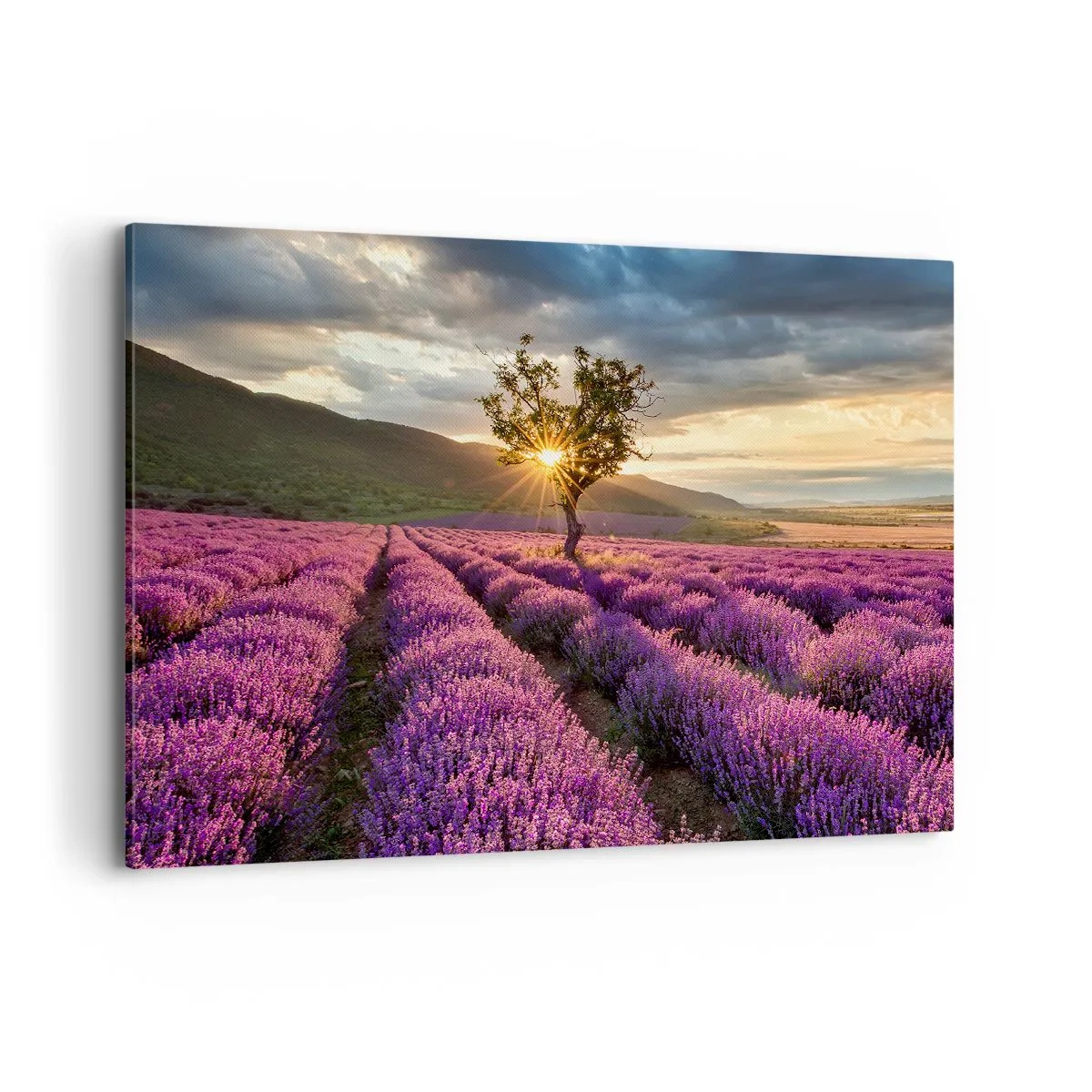 Lærredstryk - Billede på lærred - Lilla aroma - 120x80 cm