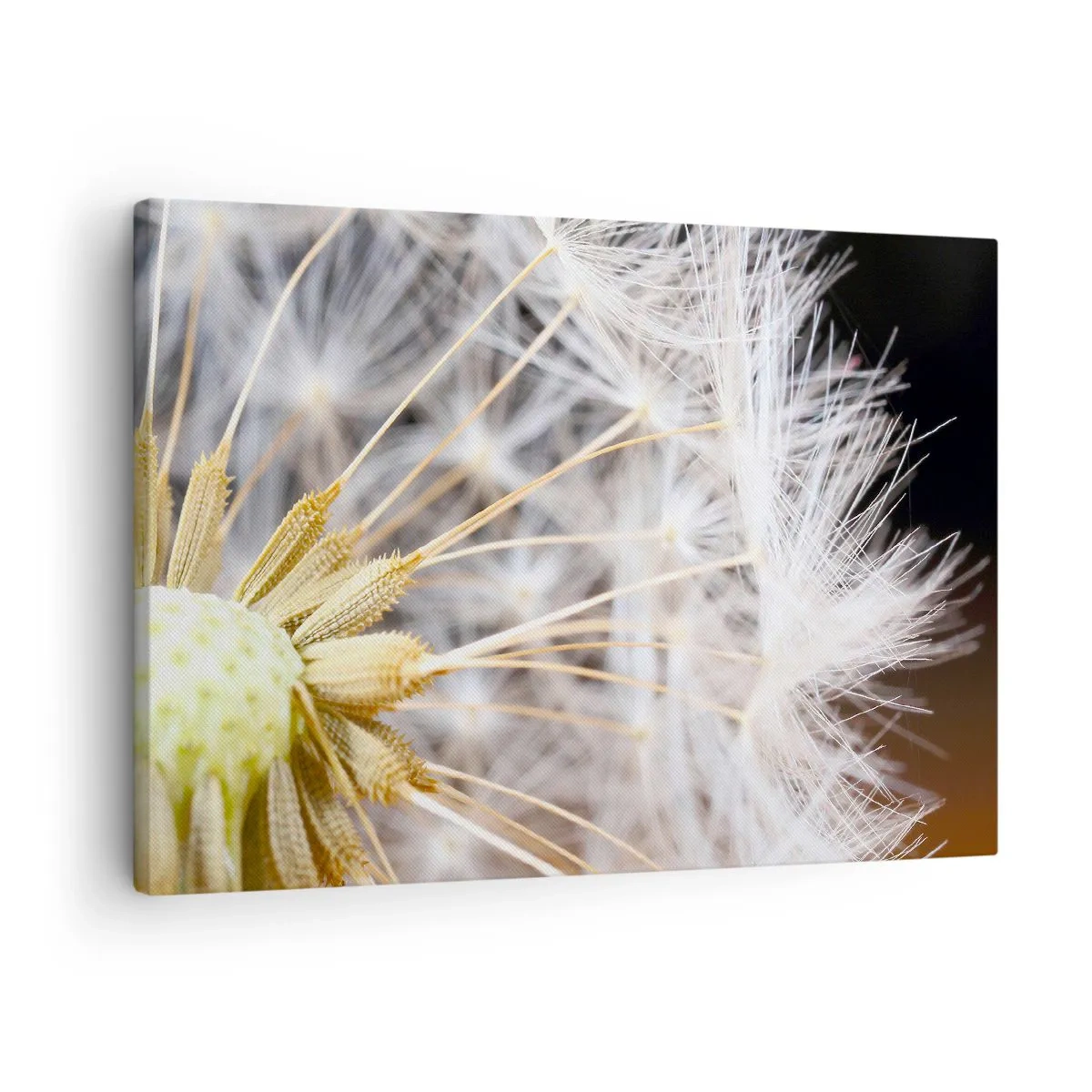 Lærredstryk - Billede på lærred - Makrofotografi af en mælkebøtte med fine frø - 70x50cm - Lige før afrejse - Moderne vægdekoration til stue og soveværelse ARTTOR