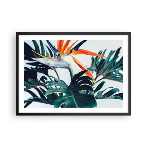 Plakat i sort ramme - Fuglebur - 70x50 cm
