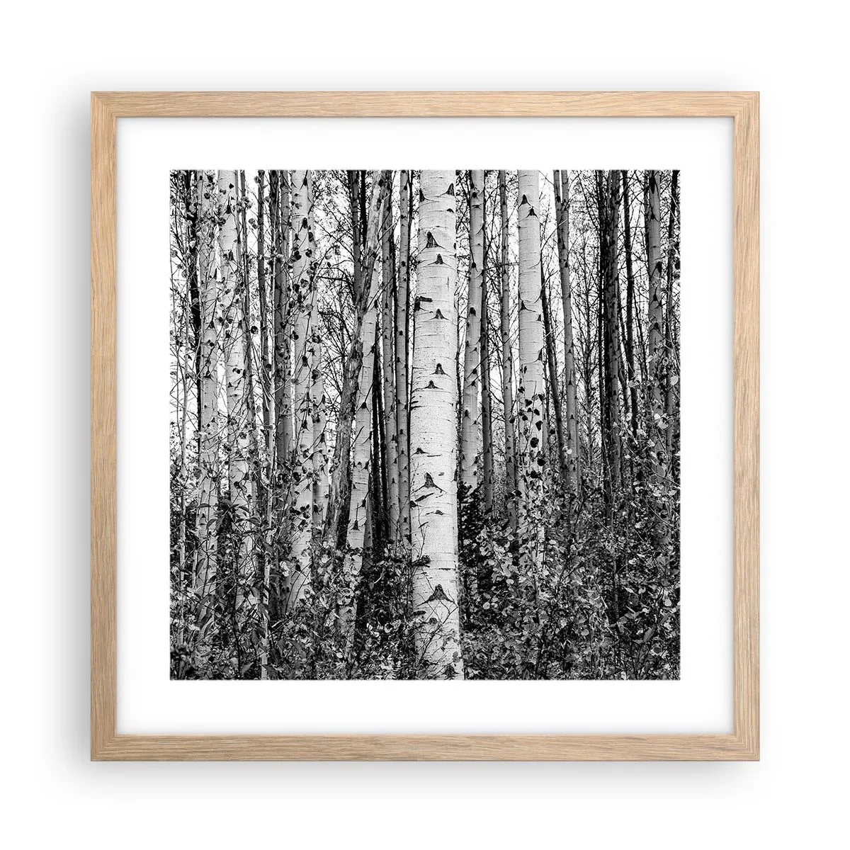 Plakat i ramme af lyst egetræ - Kolonnade af birk - 40x40 cm