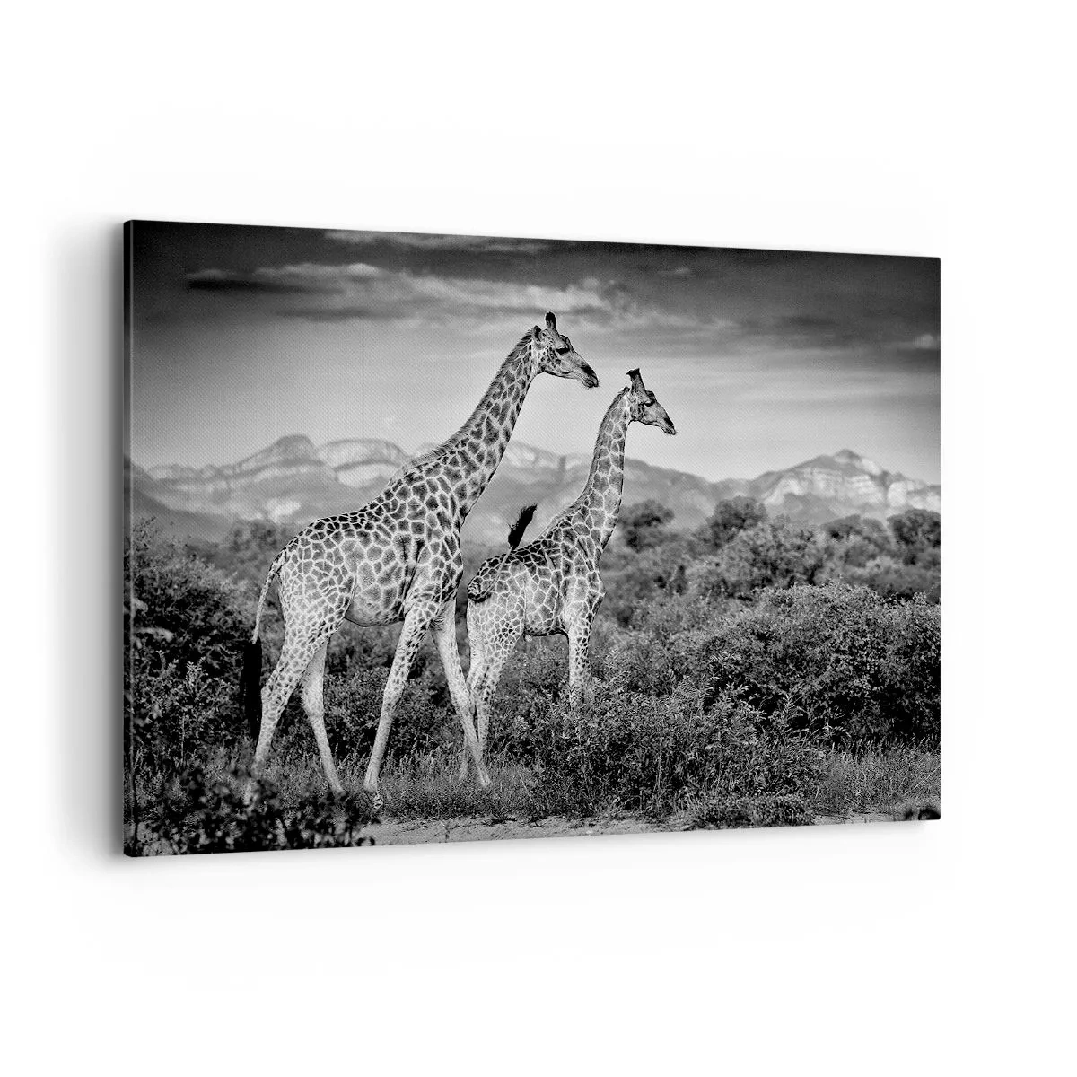 Lærredstryk - Billede på lærred - Afrikas overklasse - 100x70 cm