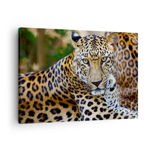 Lærredstryk - Billede på lærred - Jaguar hviler i naturlige omgivelser med en grøn baggrund. - 70x50cm - Vild og rolig - Moderne vægdekoration til stue og soveværelse ARTTOR