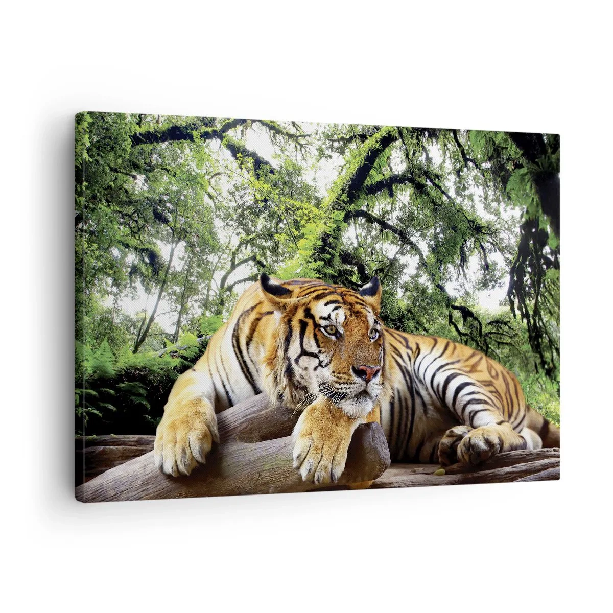 Lærredstryk - Billede på lærred - En tiger hviler i en tropisk skov - 70x50cm - Med venlig hilsen - Moderne vægdekoration til stue og soveværelse ARTTOR