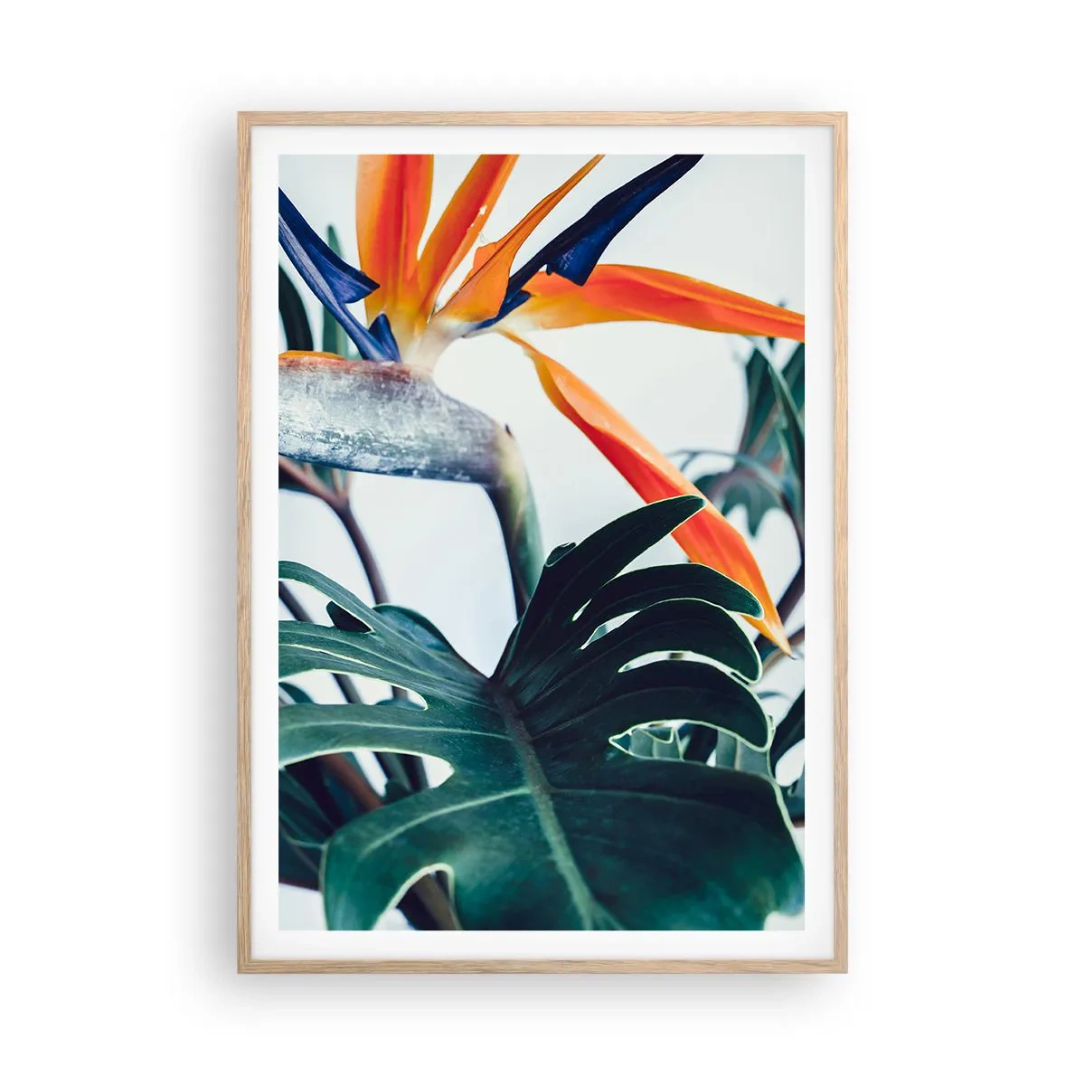 Plakat i ramme af lyst egetræ - Fuglebur - 70x100 cm