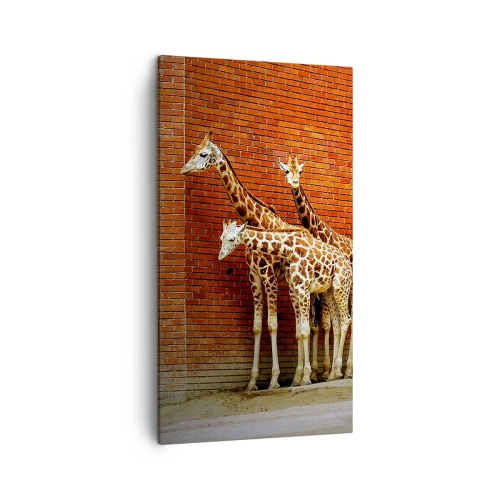 Lærredstryk - Billede på lærred - Kan du se nogen akacie? - 45x80 cm