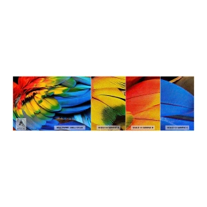 Prøve Fototapet Premium Sand - Paradisfugl - Farverige fjer, Papegøjefjer, Dyr - 100x30 cm