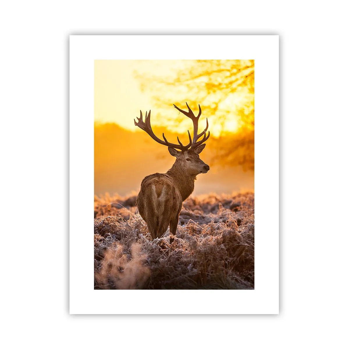 Plakat - Kongen af efterårsskoven - 30x40 cm