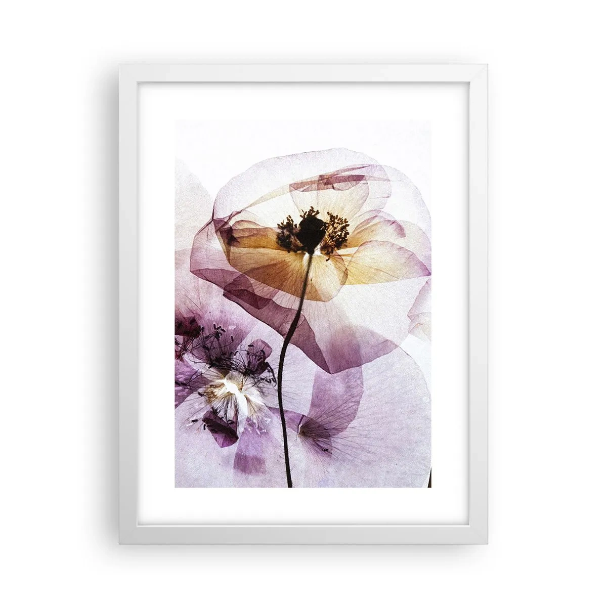 Plakat i hvid ramme - Blomsterlegeme dias - 30x40 cm