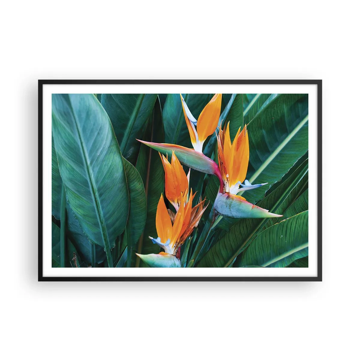 Plakat i sort ramme - Er det en blomst eller er det en fugl? - 100x70 cm