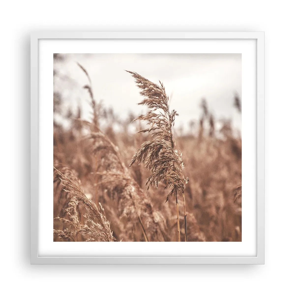 Plakat i hvid ramme - Efteråret er allerede på markerne - 50x50 cm