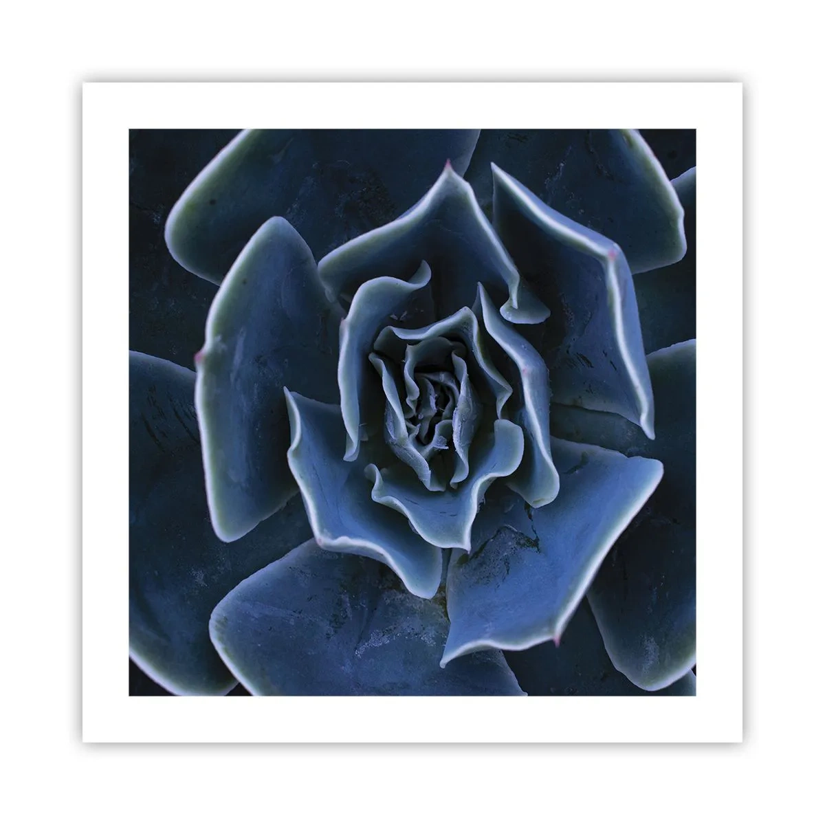 Plakat - Ørkenblomst - 50x50 cm