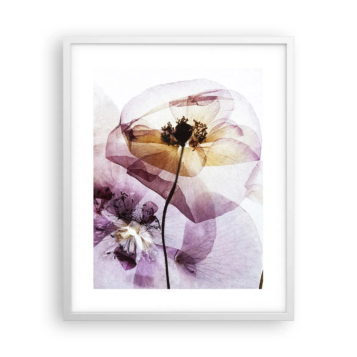 Plakat i hvid ramme - Blomsterlegeme dias - 40x50 cm
