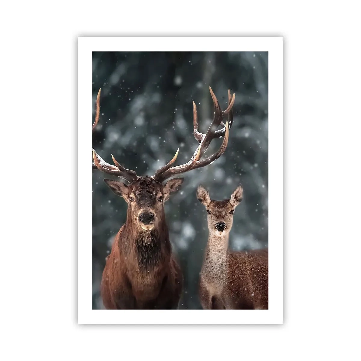 Plakat - Skovens herre og hans kone - 50x70 cm