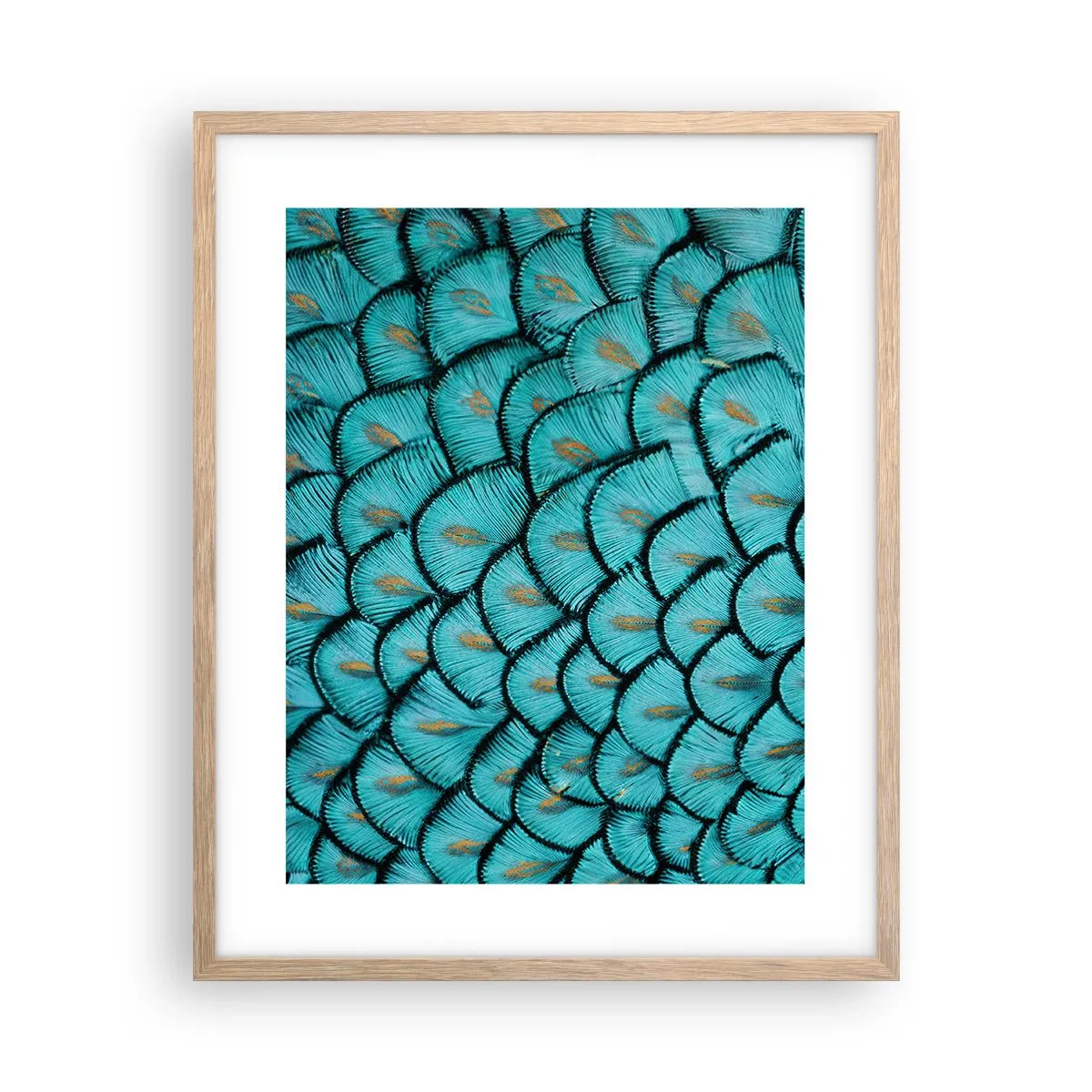 Plakat i ramme af lyst egetræ - Den store fjer-galla - 40x50 cm