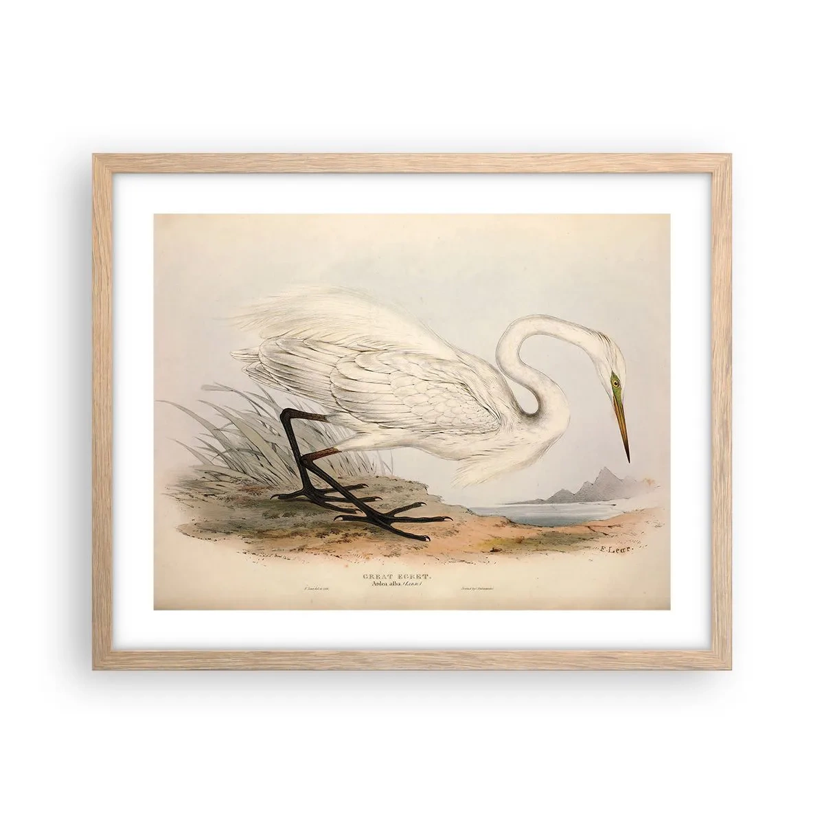 Plakat i ramme af lyst egetræ - Dame på sivene - 50x40 cm
