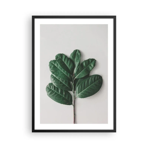 Plakat i sort ramme - En gren med mørkegrønne blade på en lys baggrund - 50x70cm - Tegning af selve naturen - Moderne vægdekoration til stue og soveværelse ARTTOR