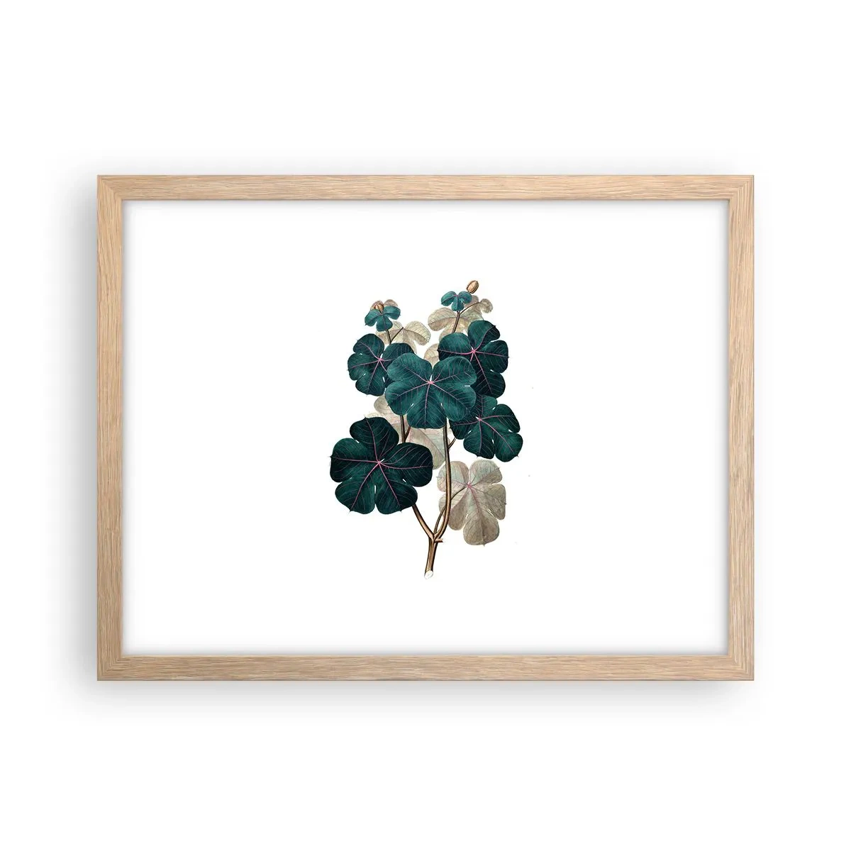 Plakat i ramme af lyst egetræ - Fra et gammelt herbarium - 40x30 cm