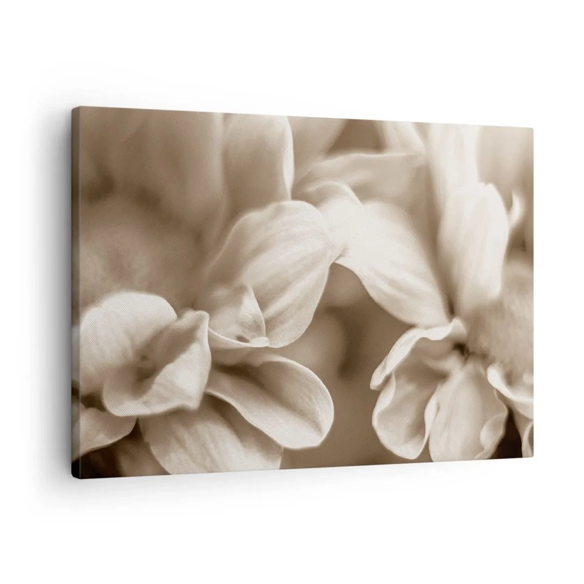 Lærredstryk - Billede på lærred - Nærbillede af blomster i en delikat sepia-tone med bløde konturer - 70x50cm - Blid som et smil - Moderne vægdekoration til stue og soveværelse ARTTOR