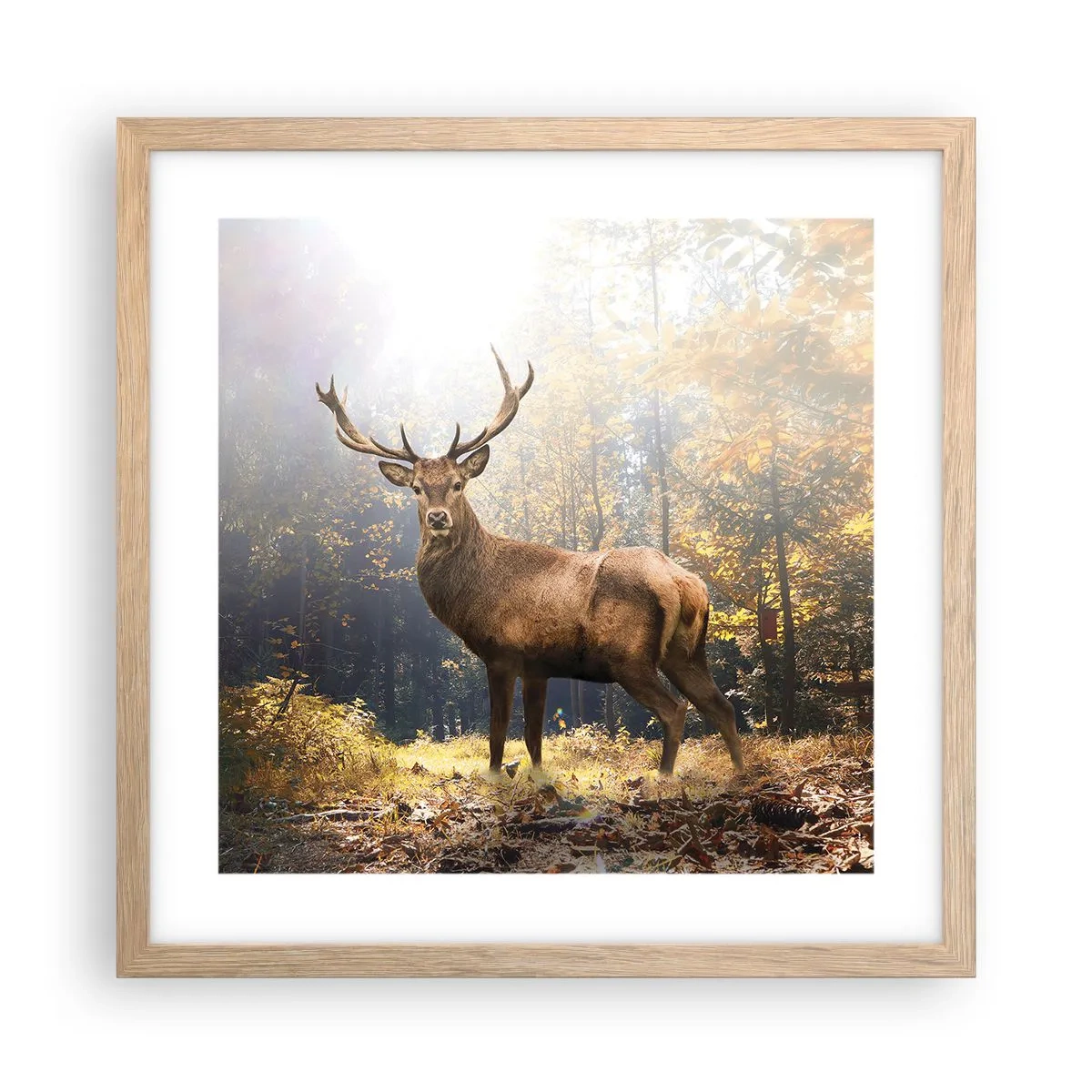 Plakat i ramme af lyst egetræ - I fuld majestæt - 40x40 cm