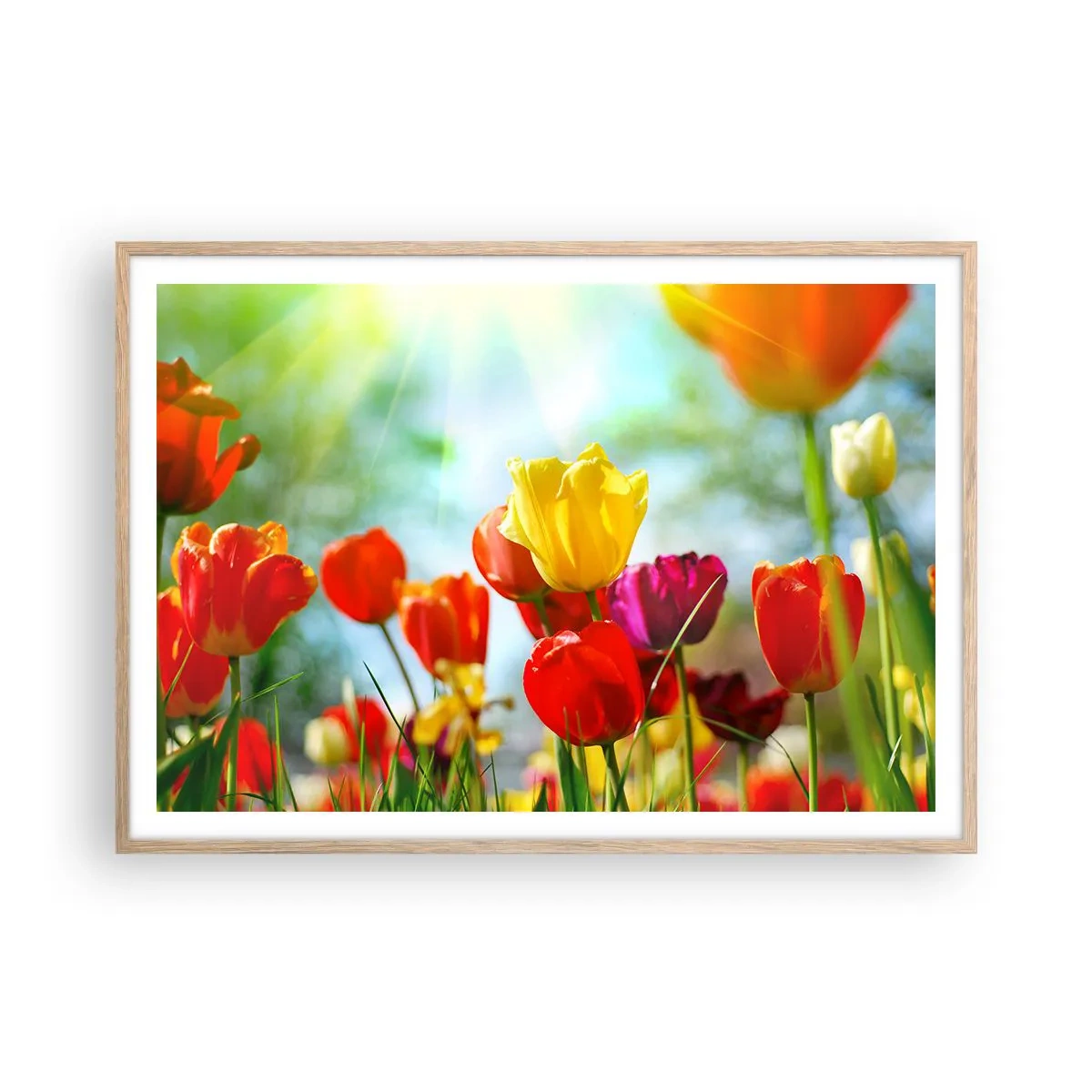 Plakat i ramme af lyst egetræ - Alle solens farver - 100x70 cm