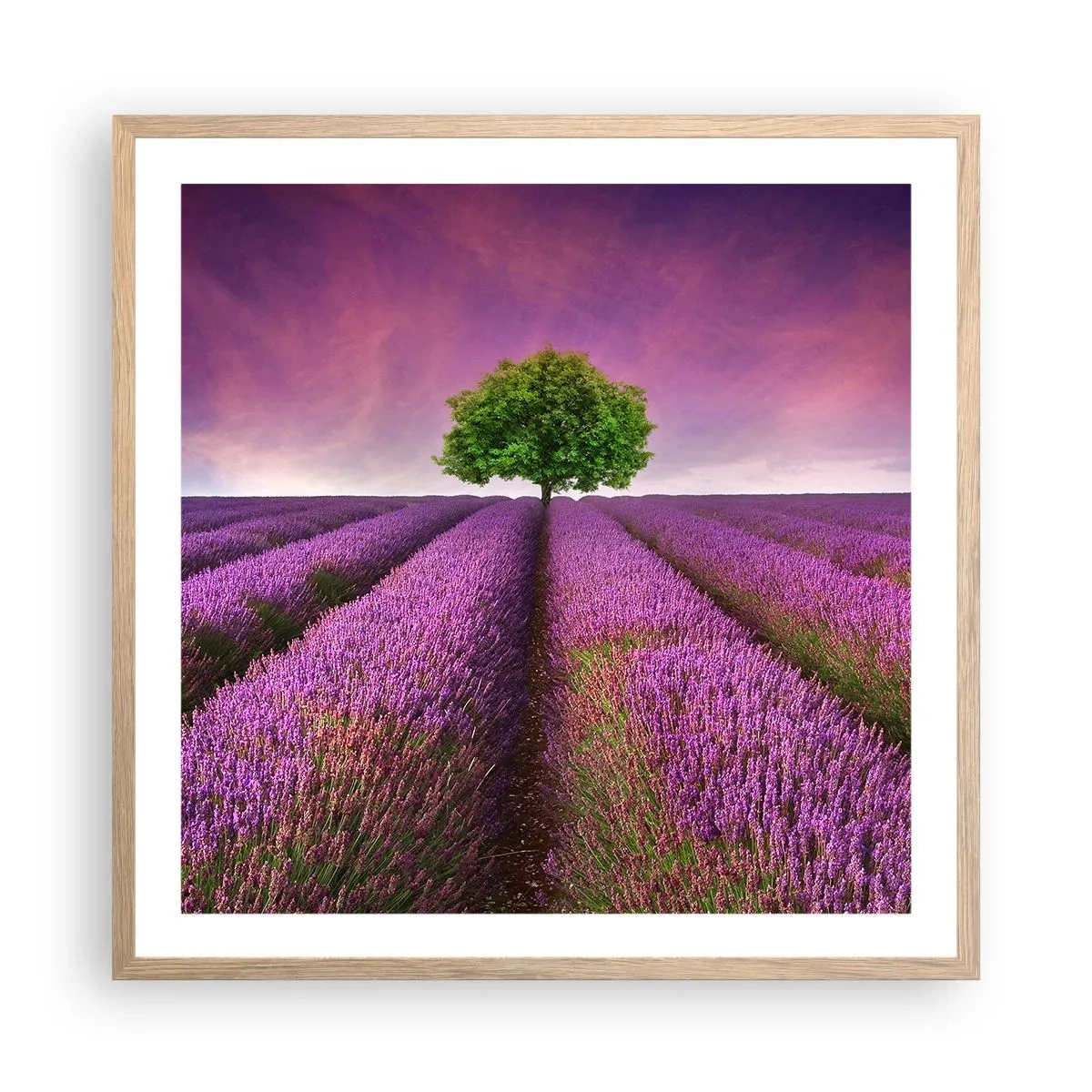 Plakat i ramme af lyst egetræ - I lavendelmarker - 60x60 cm
