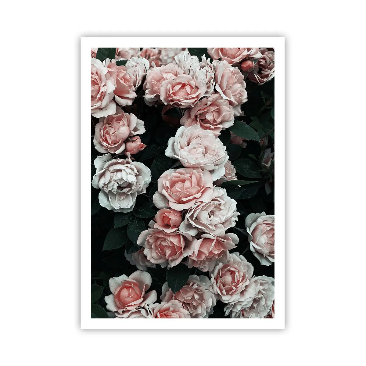 Plakat - Lyserød ansamble - 70x100 cm