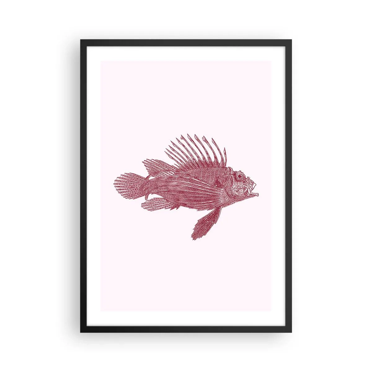 Plakat i sort ramme - En beboer i eksotiske farvande - 50x70 cm