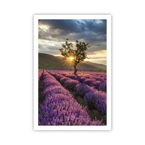 Plakat - Lilla aroma - 61x91 cm