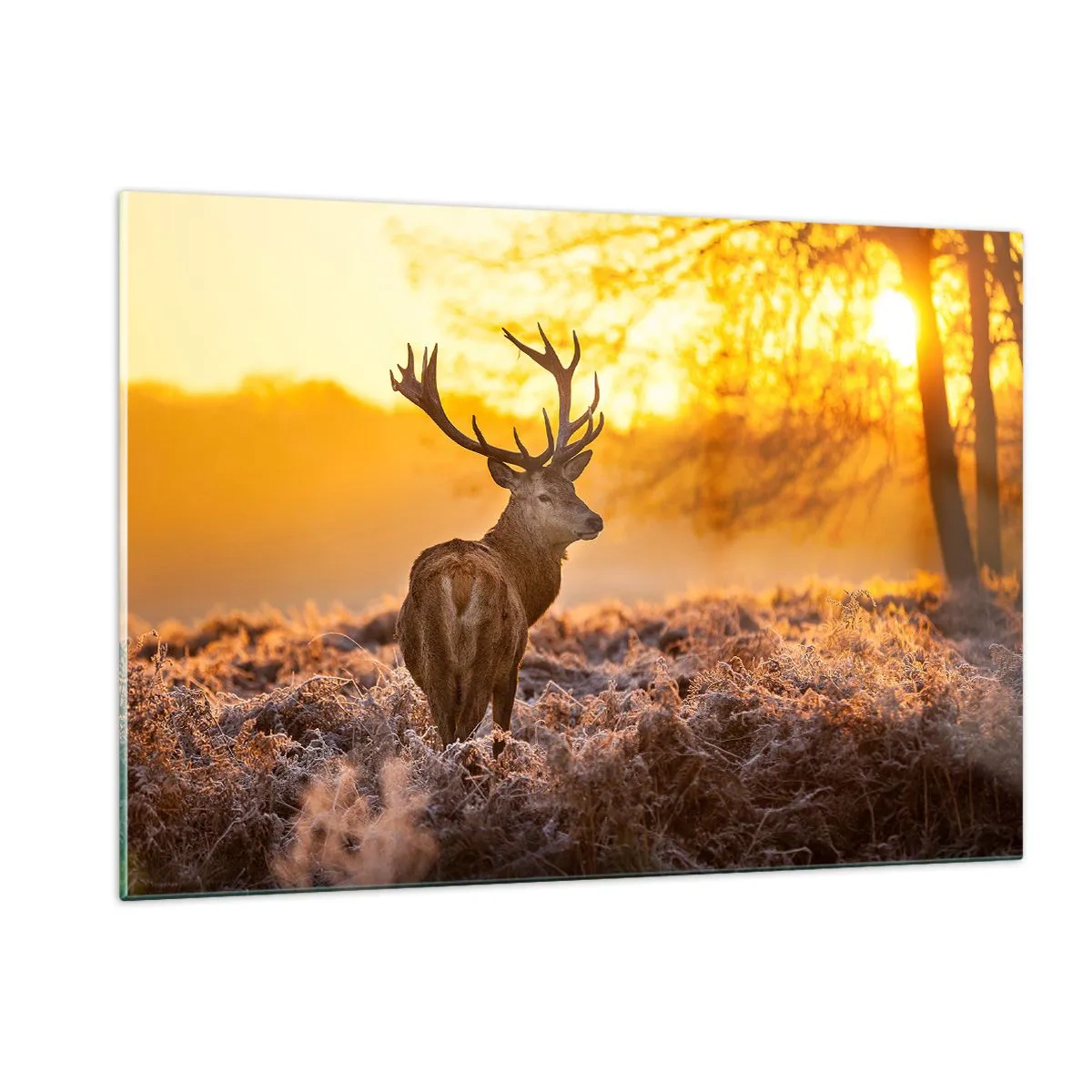 Billede på glas - Kongen af efterårsskoven - 120x80 cm