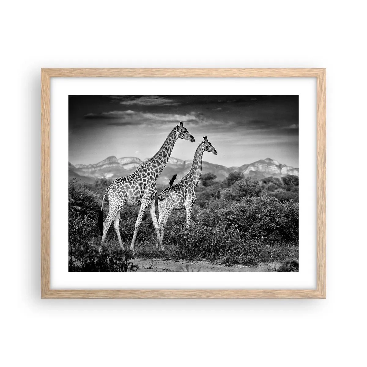 Plakat i ramme af lyst egetræ - Afrikas overklasse - 50x40 cm