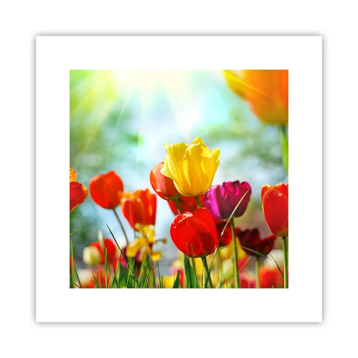 Plakat - Alle solens farver - 30x30 cm