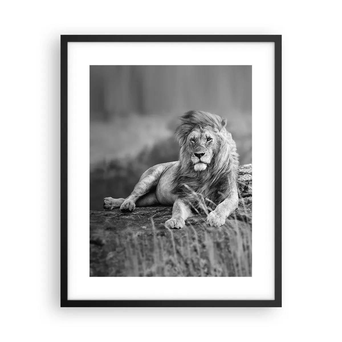 Plakat i sort ramme - Kongelig siesta - 40x50 cm