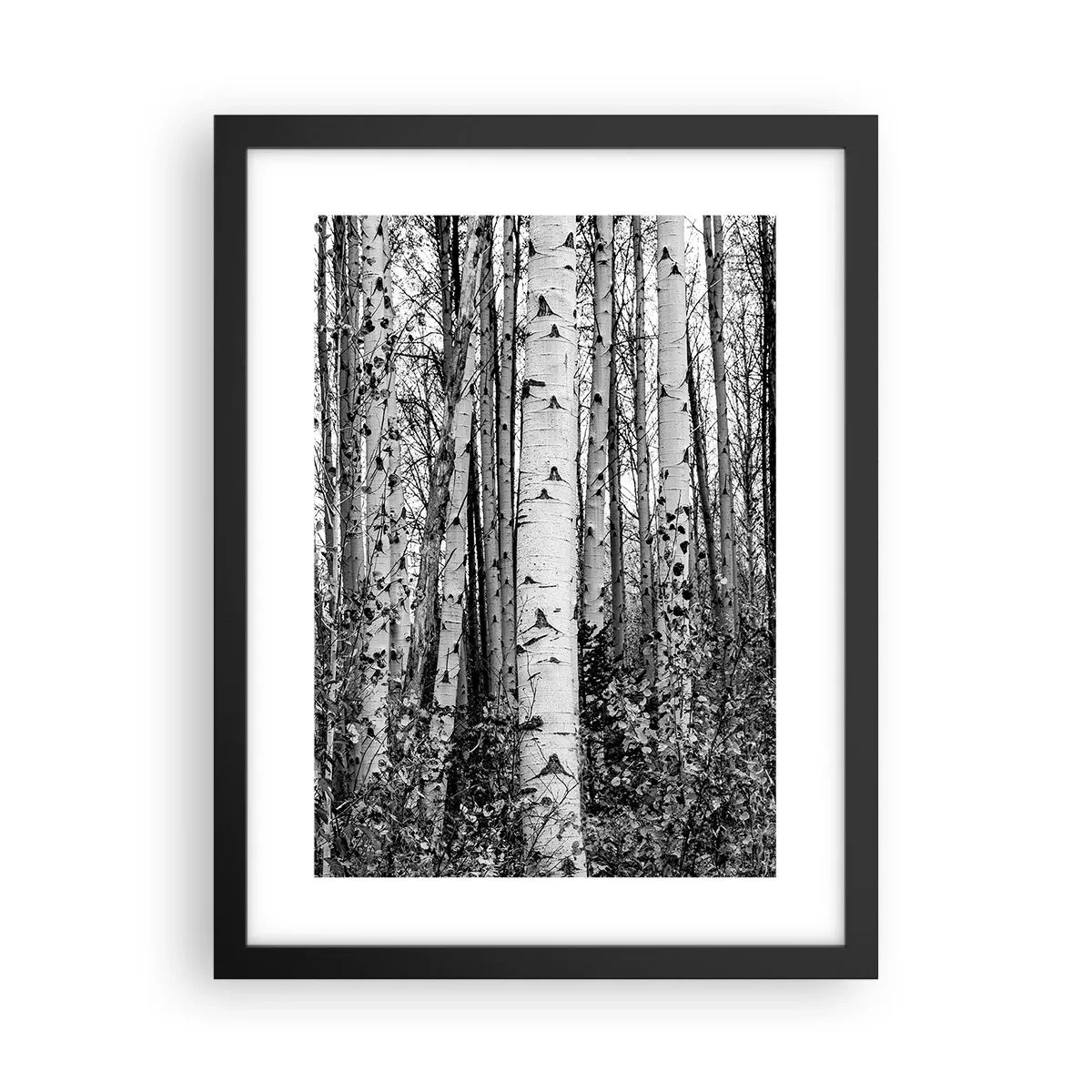 Plakat i sort ramme - Kolonnade af birk - 30x40 cm