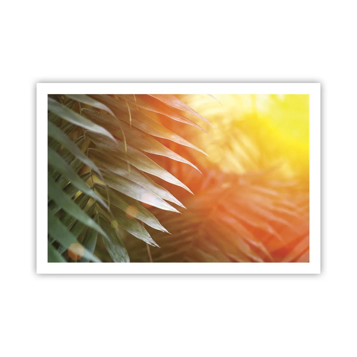 Plakat - Morgen i junglen - 91x61 cm