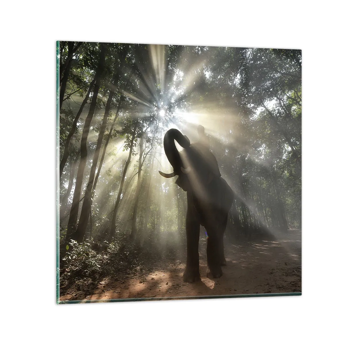 Billede på glas - Under en lykkelig stjerne - 70x70 cm