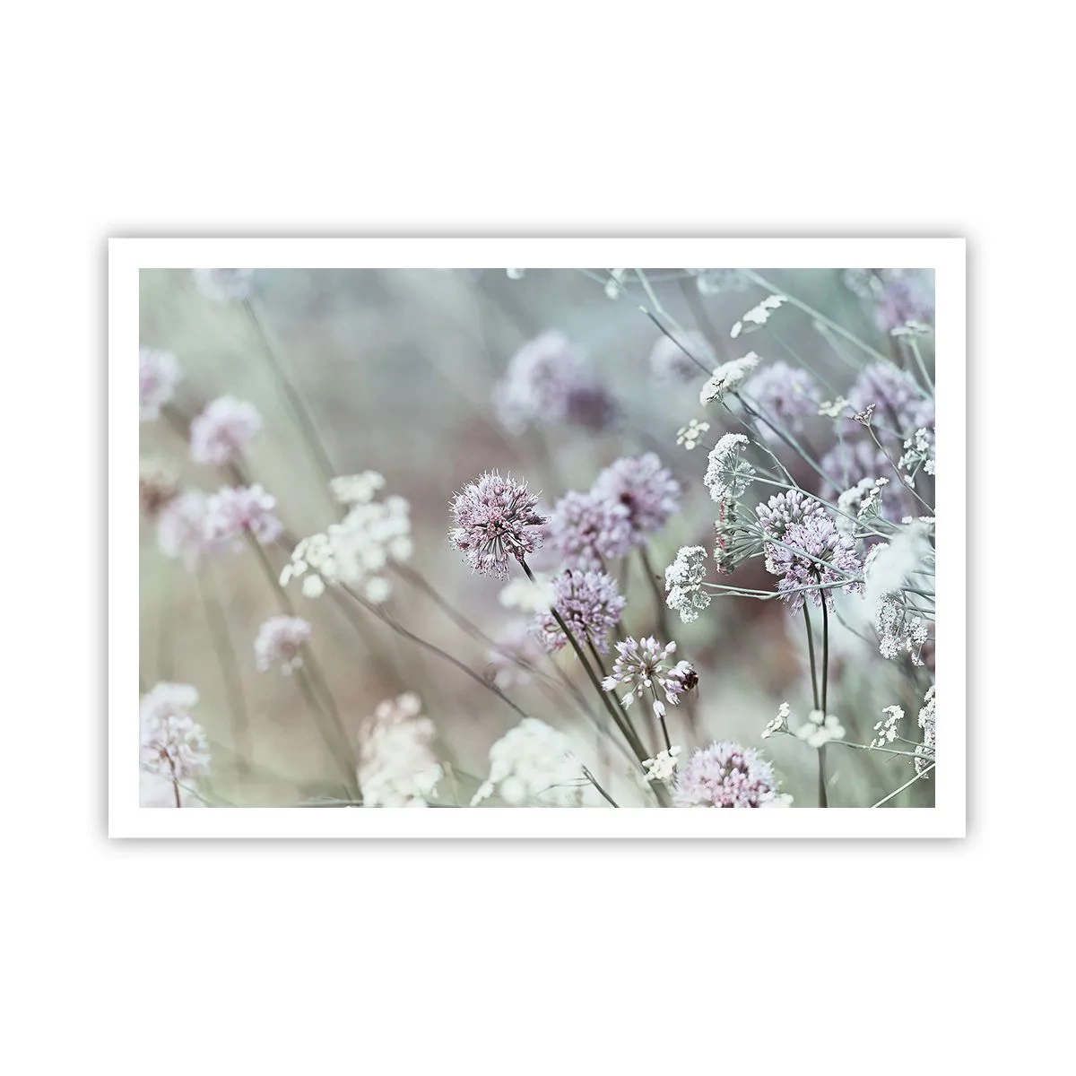 Plakat - Søde filigranurter - 100x70 cm