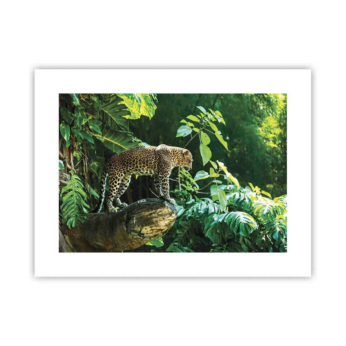 Plakat - Til jagt? - 40x30 cm