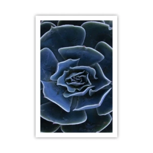 Plakat - Ørkenblomst - 61x91 cm