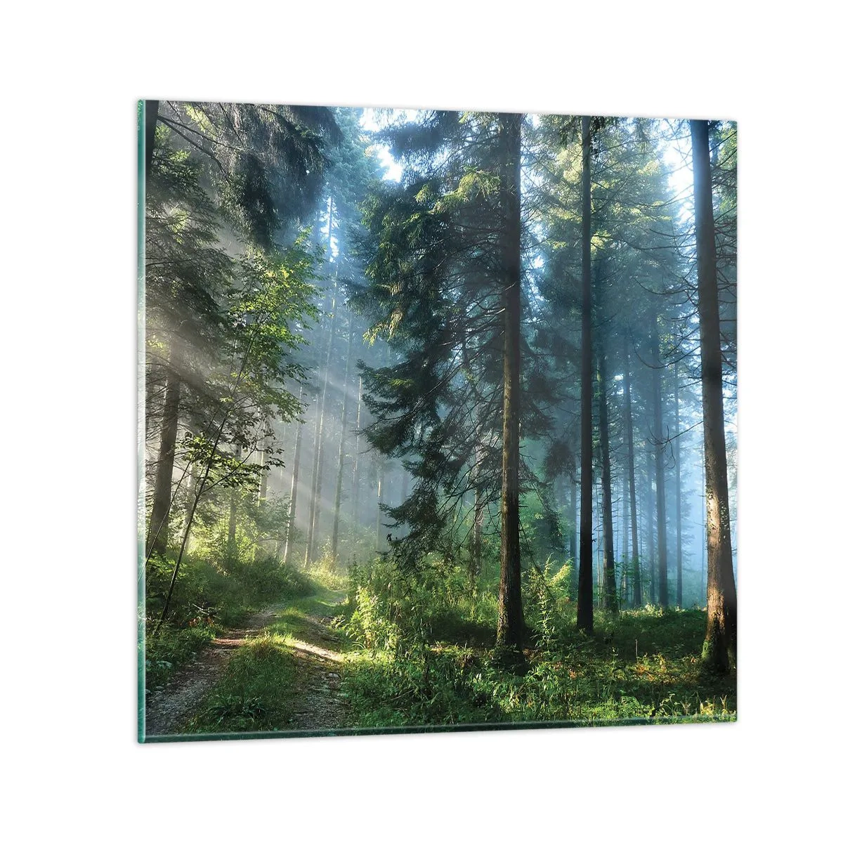 Billede på glas - Strålende om morgenen - 50x50 cm