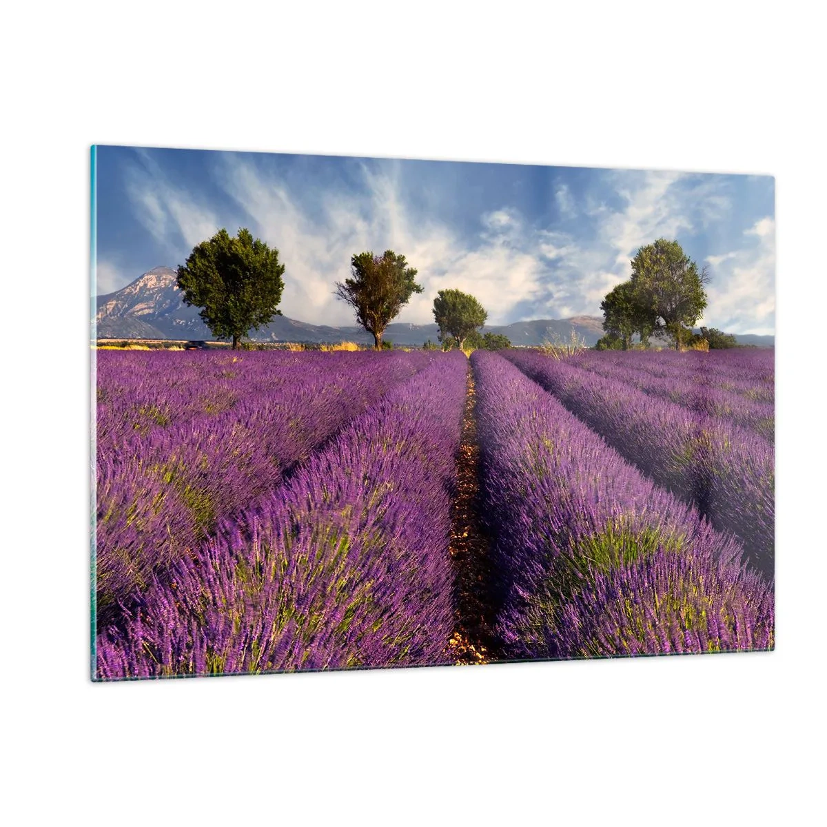 Billede på glas - Enge med lavendel - 120x80 cm