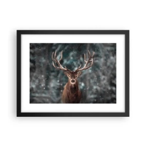 Plakat i sort ramme - Skovens konge kronet - 40x30 cm