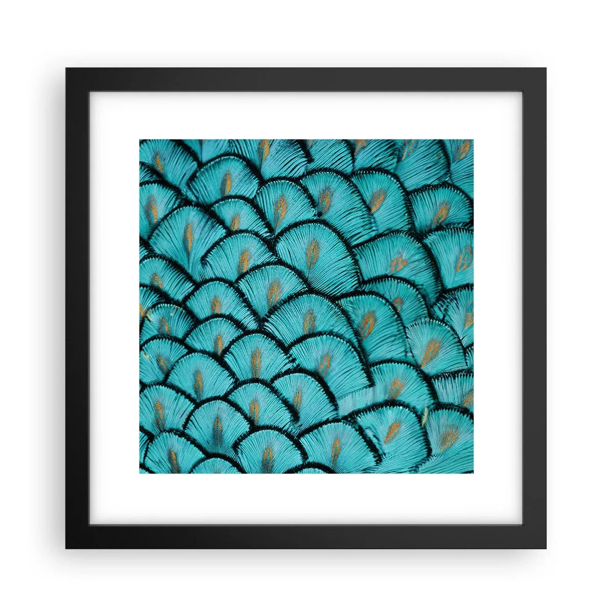 Plakat i sort ramme - Den store fjer-galla - 30x30 cm