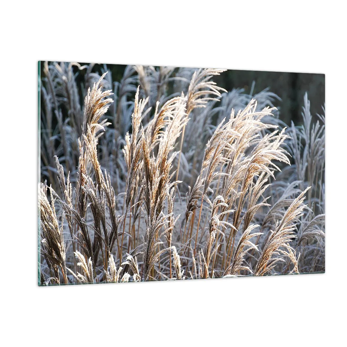 Billede på glas - Pyntet med frost - 120x80 cm