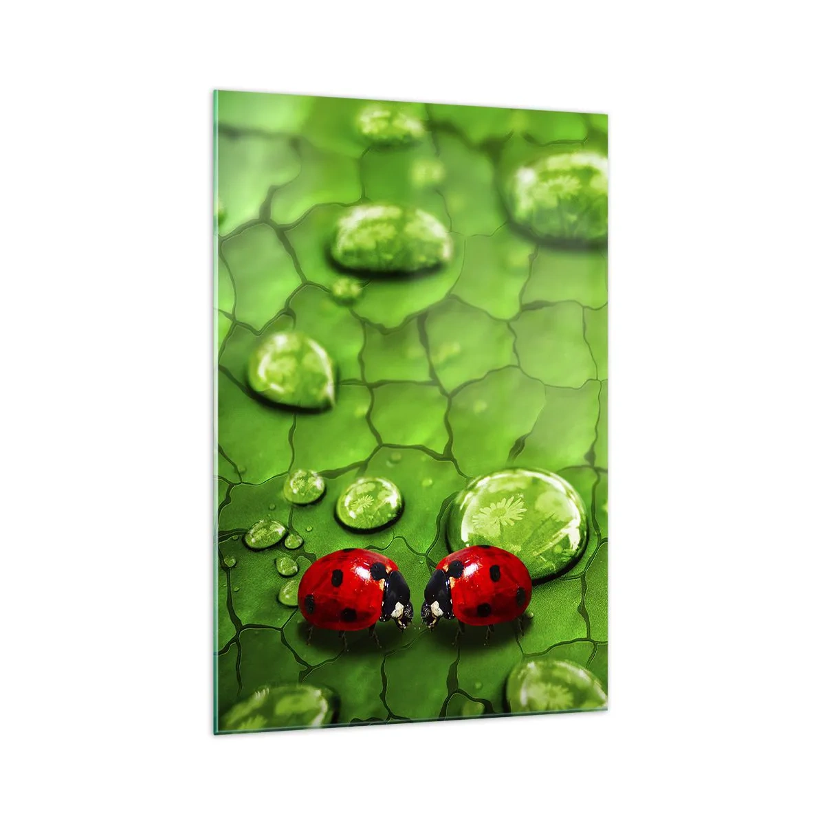 Billede på glas - Møde i det grønne - 70x100 cm