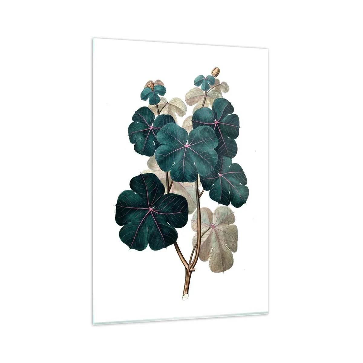 Billede på glas - Fra et gammelt herbarium - 80x120 cm